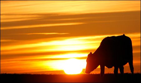 :::::cow.jpg